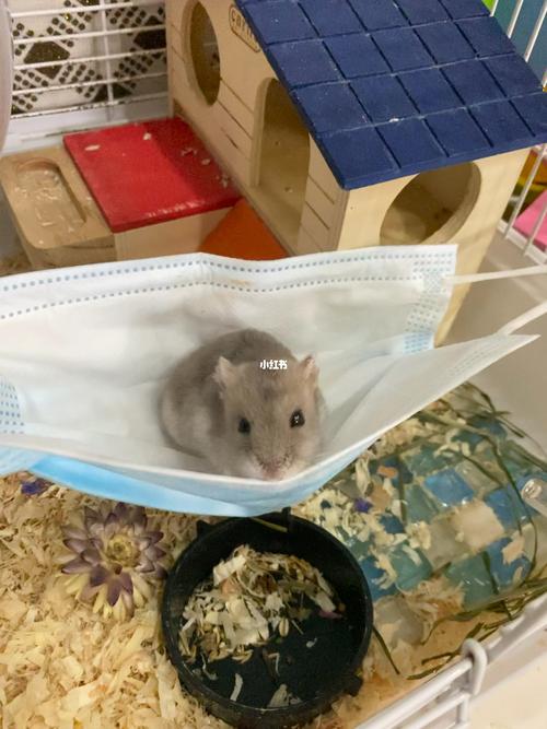 防疫吊床_仓鼠_吊床_仓鼠日常_宠物_宠物其他