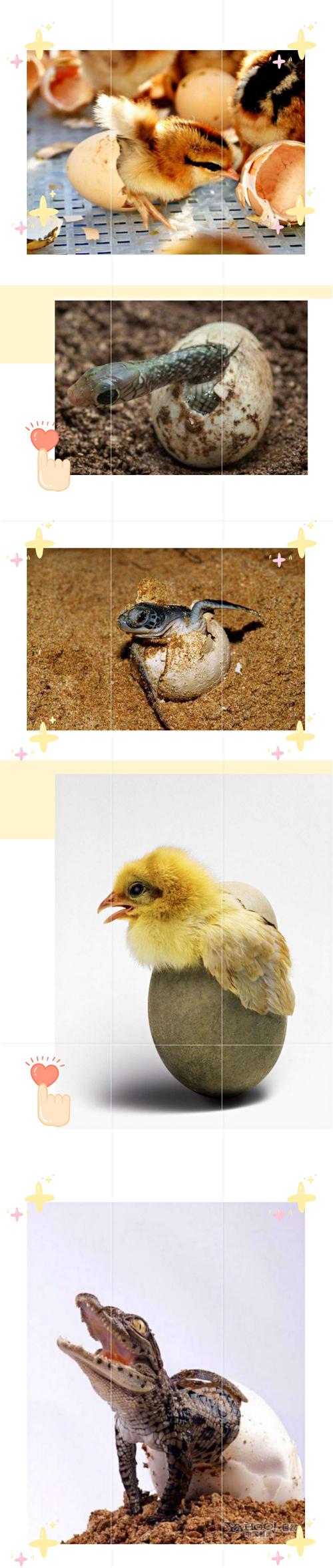 你还知道哪些动物是卵生动物?