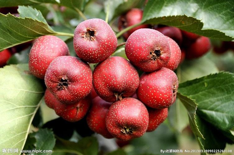 让幼儿了解山楂成熟之前,果子的特点. 2.