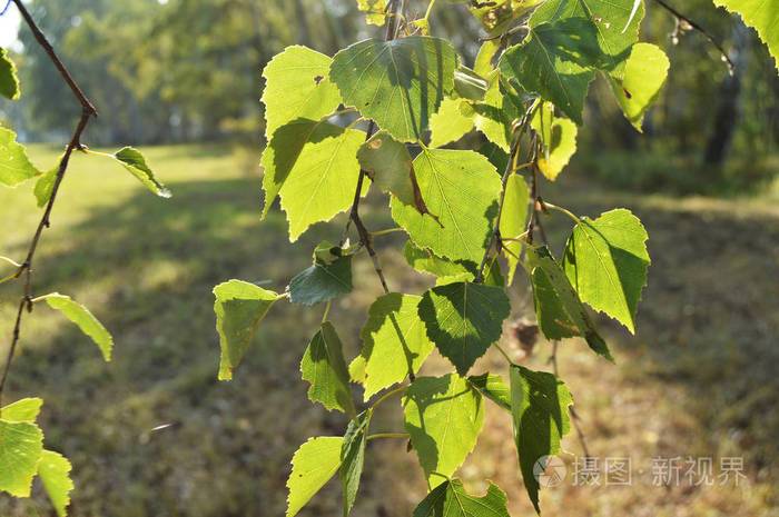 在夏天晴天在枝条上的绿桦树叶子