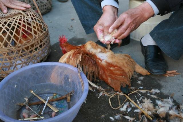 残忍手术阉鸡全过程