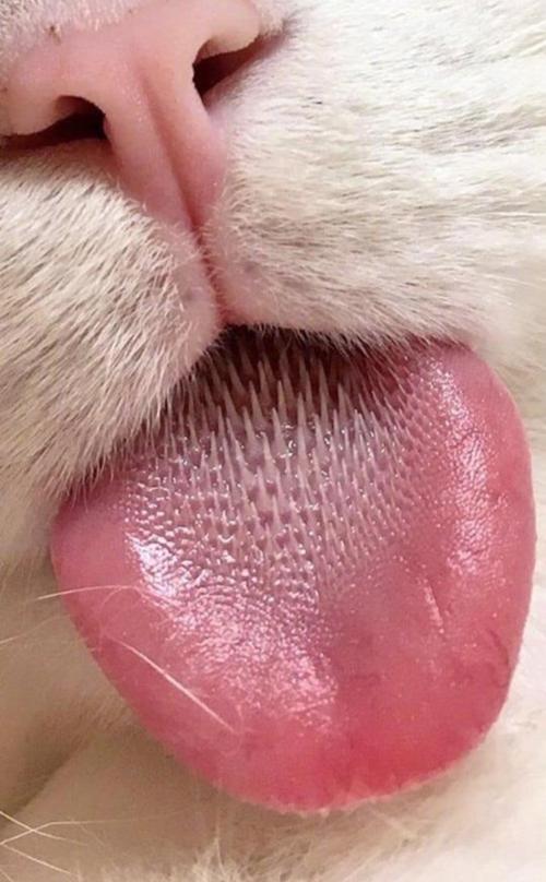 有倒刺的小舌头