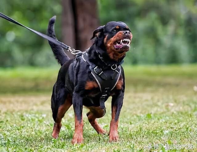 狗界"霸气"的几种狗,家里养一只,小偷不进门|狗狗||犬
