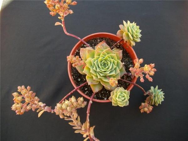 翡翠塔,梅丽阁 – 多肉联萌