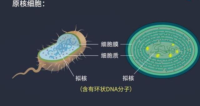 原核细胞和真核细胞的统一性