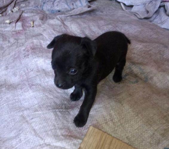 纯黑色小鹿犬
