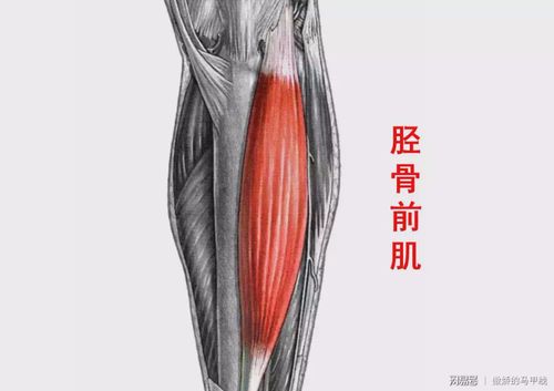 胫骨前肌的主要功能是: 防止行走时,当脚后跟着地时脚掌突然失控