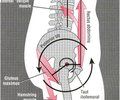 hamstrings 2. gluteus maximus 3. rectus abdominus