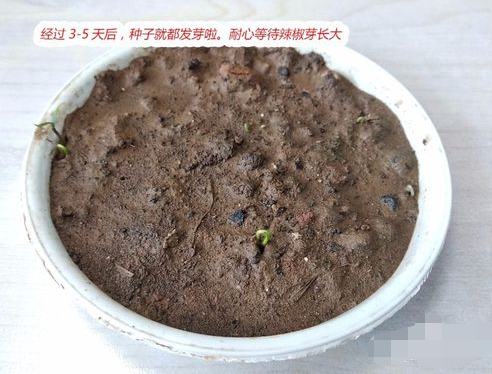 6,经过3-5天后,种子就都发芽啦.耐心等待辣椒芽长大