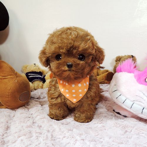 喜欢泰迪狗活体 纯种 迷你型 宠物狗的还喜欢