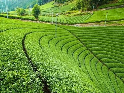 原山茶田