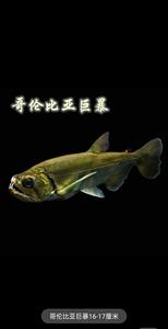 大型加拉辛凶猛鱼白金猛黄金猛哥伦比亚巨暴黄金河虎野生热带淡水