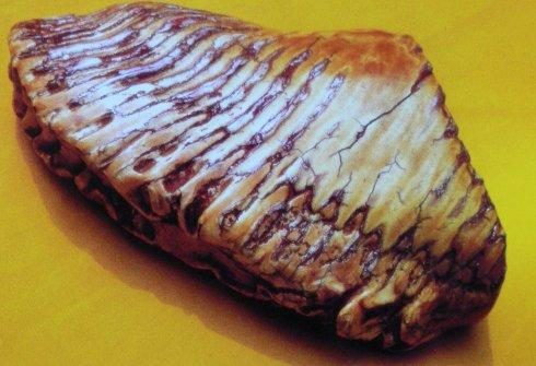 峨眉山万年寺收藏的一枚"佛牙"舍利.