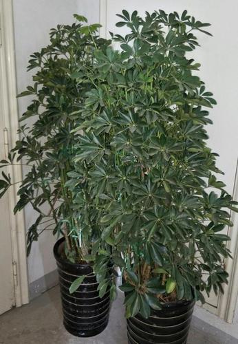 这些枯萎的枝叶,然后灌一点多菌灵,同时把一些不好的枝条都修剪一些