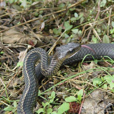 乌梢蛇的功效与作用 乌梢蛇泡酒功效有哪些(6)