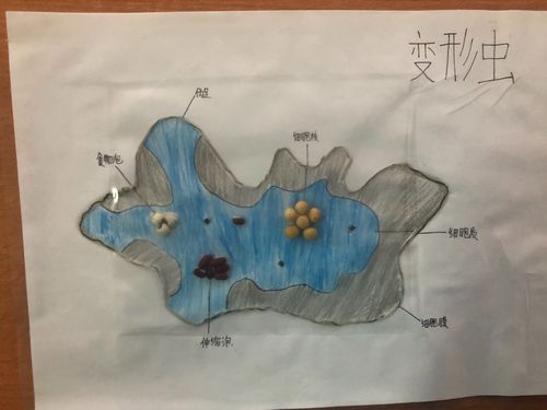 乱入一只变形虫