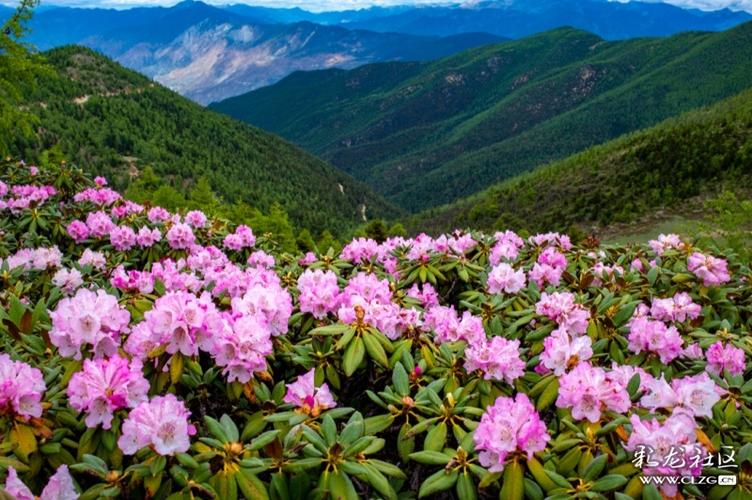 白马雪山天然的高山杜鹃花园