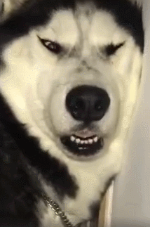 说好的帮我看家,结果回家却发现哈士奇睡成了这副鬼