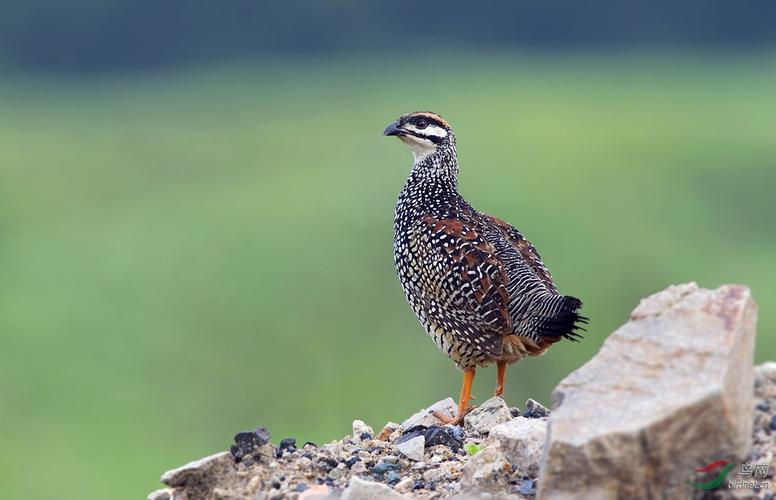 (中华鹧鸪)中华鹧鸪有点傲