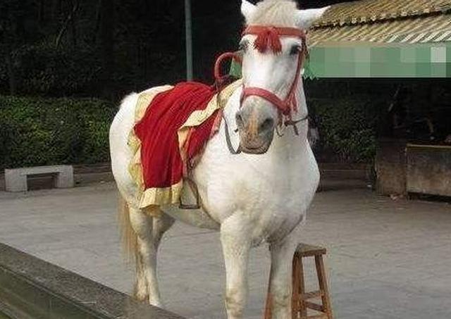 86版《西游记》拍完后,白龙马去了哪里?导演杨洁:令人痛心!