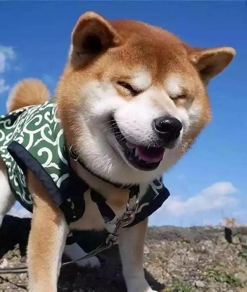 行走的表情包:治愈系柴犬被喻"微笑天使",灿笑暖人心