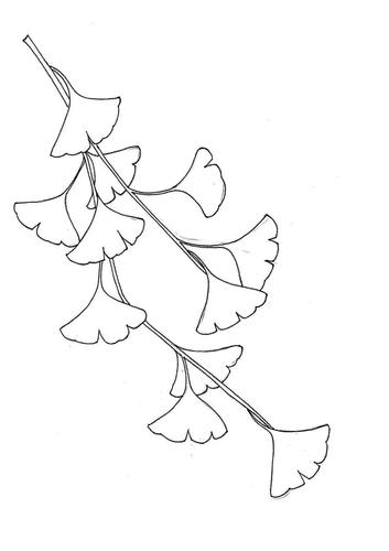 线描打卡教程第三期第2次银杏叶