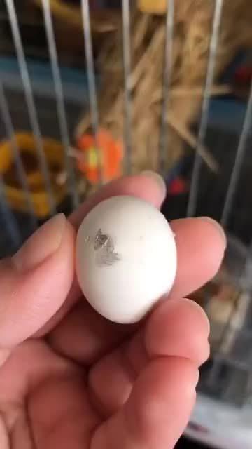 玄凤鹦鹉小崽子努力破壳而出