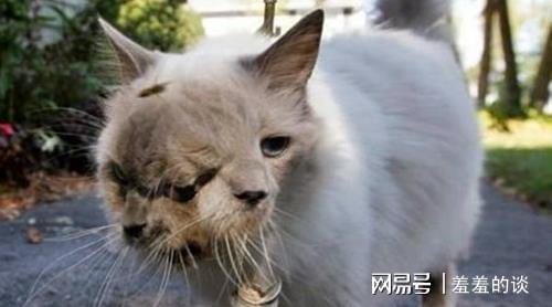 一只"变异猫"如果从福岛核辐射区逃出,将给世界带来什么影响?