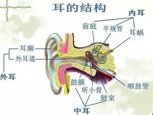 耳朵由耳廓,外耳道,鼓膜,鼓室,听小骨,咽鼓管,耳蜗,前庭和半规管