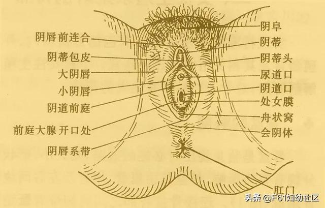女性外生殖器解剖|尿道口_网易订阅