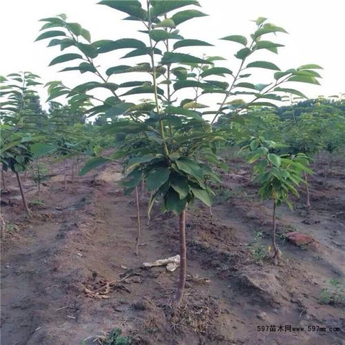 先锋樱桃苗价格4元_冠幅20公分_先锋樱桃苗价格表|597