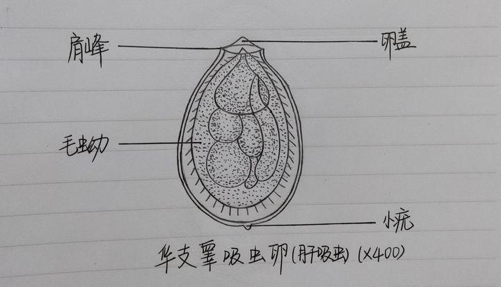 人体寄生虫学铅笔绘图来咯