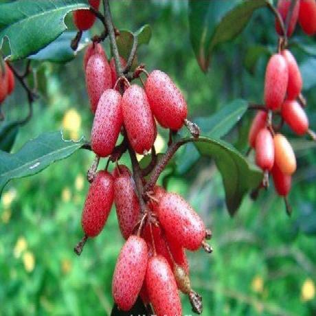 深山野果的野生胡颓子苗 半春子 甜棒槌 雀儿酥 胡秃子 羊奶果苗