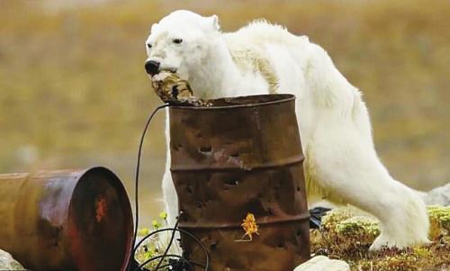 一只骨瘦如柴的北极熊翻垃圾桶觅食人类为什么不能给它投食