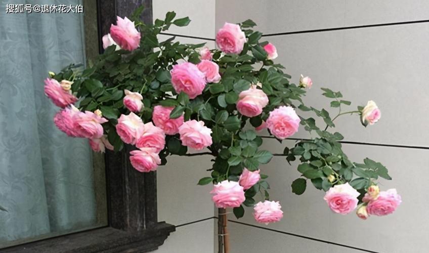 家庭阳台养一盆海神王(月季),注意2点,四季开花,香味迷人