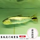 热带鱼观赏鱼活体宠物鱼黄金河虎白金猛虎鱼龙鱼风水配鱼巨暴猛鱼