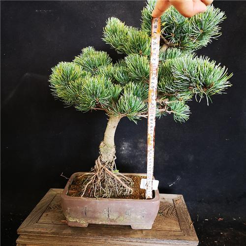精品优质日本宫岛大阪松怪型大阪松苍老露根盆景盆栽