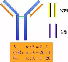 抗体的结构