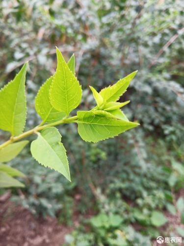 金叶连翘 连翘叶茶*生健康