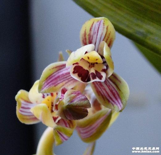 清园0起拍**中华锦荷**1184