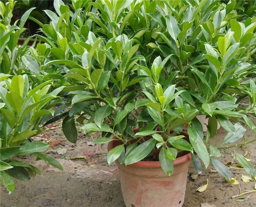 非洲茉莉