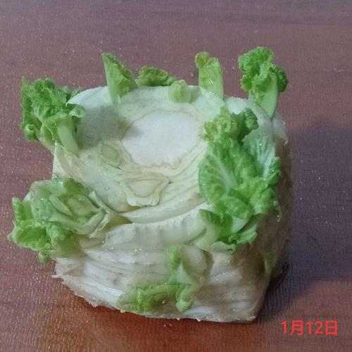 白菜根的生长变化