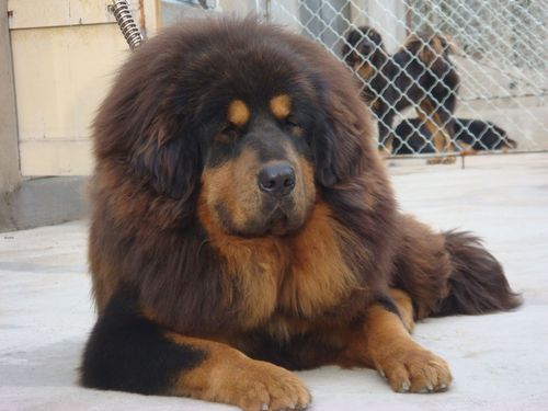  /p> p>狮头藏獒更能显示出藏獒特有的形体,状