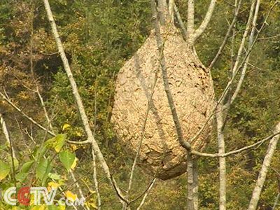 科技频道 走近科学 > 正文    现场记者: 毒蜂它生存的环境因为离人