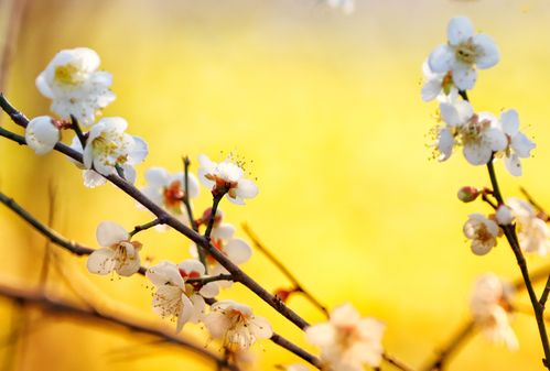 腊月梅花开 鸟儿闻香来