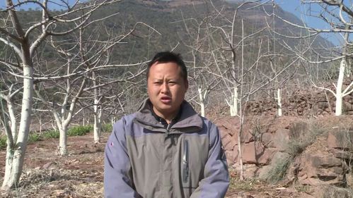 汉源县富庄镇富庄社区甜樱桃春管正酣