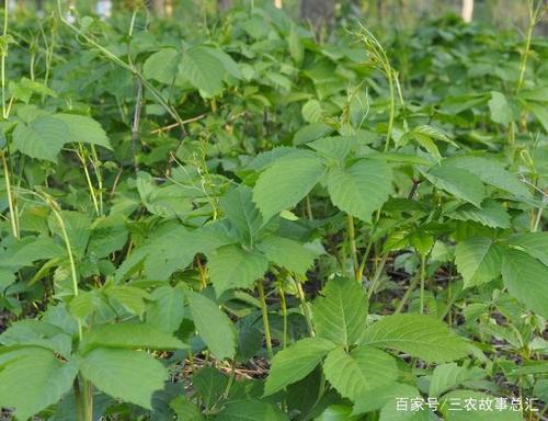 母猪藤 - 优质问答专区