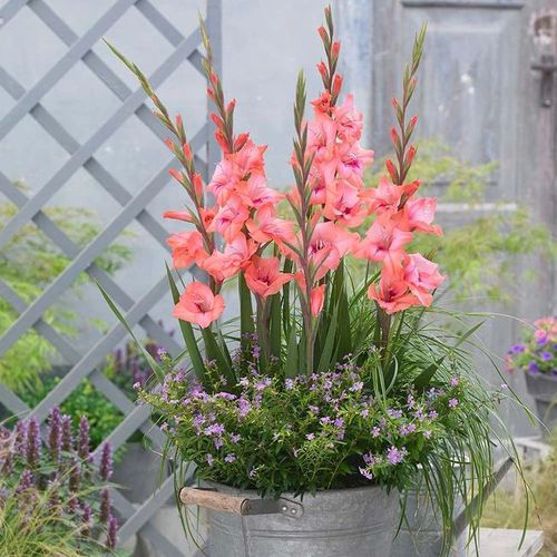 剑兰切花每年春节都买还可养成盆栽买点球根还可不断繁殖