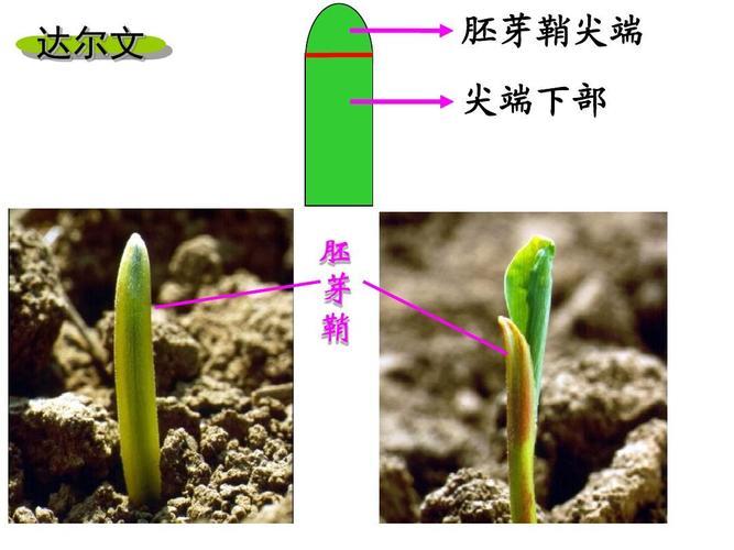 植物生长素的发现ppt课件