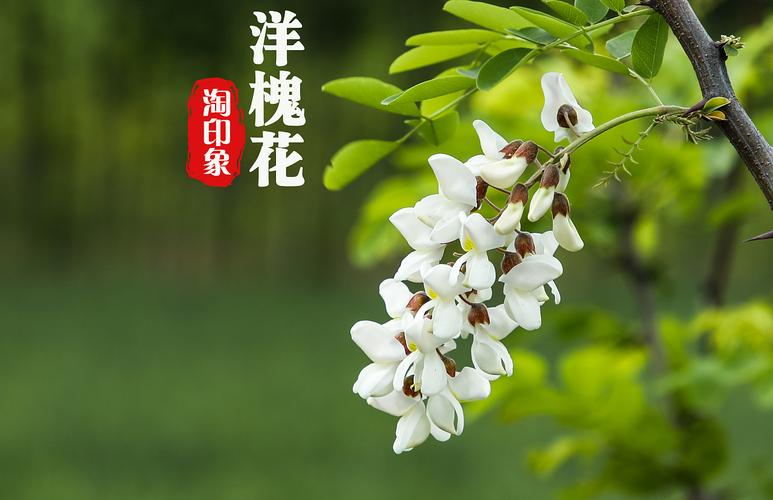 洋槐花 - 原创作品 - 站酷(zcool)